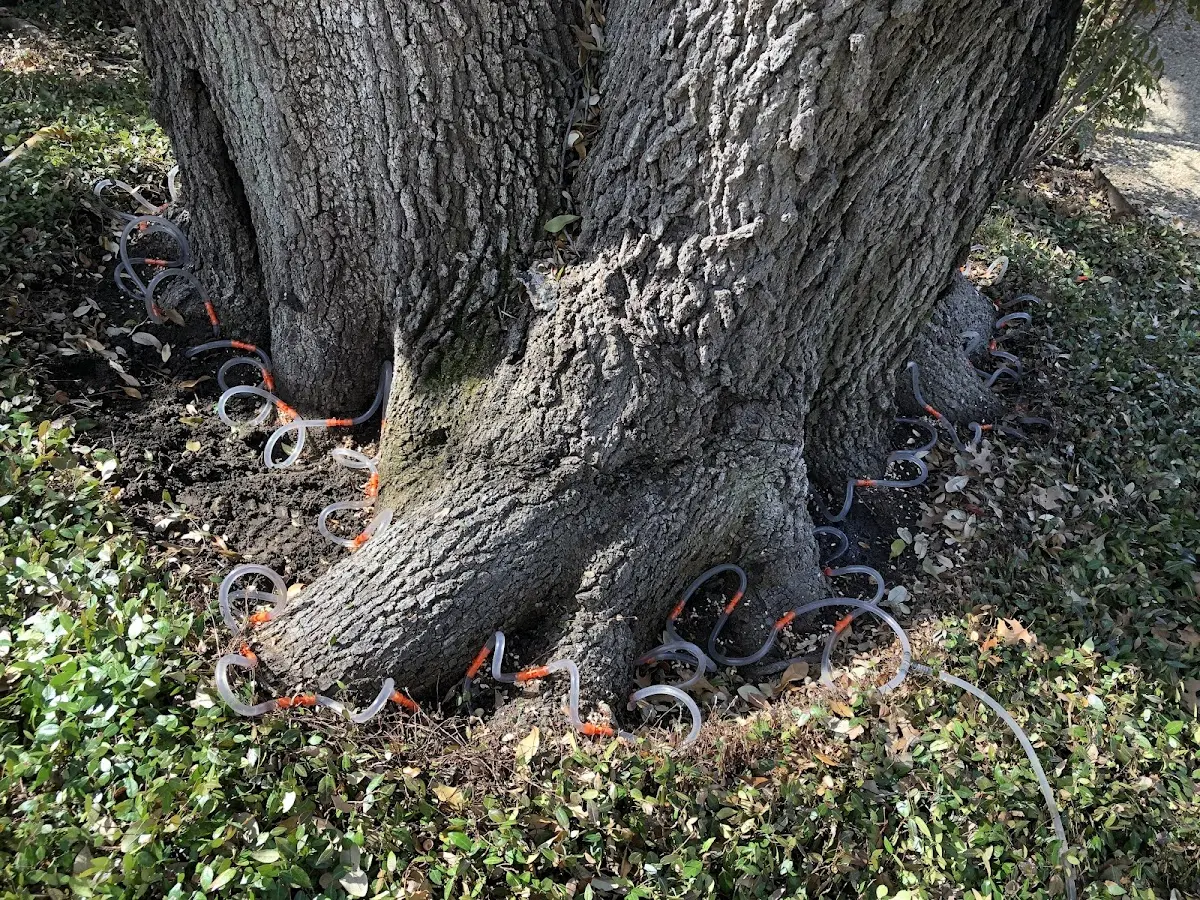 Detailed Tree Cabling and Bracing job site in Edison